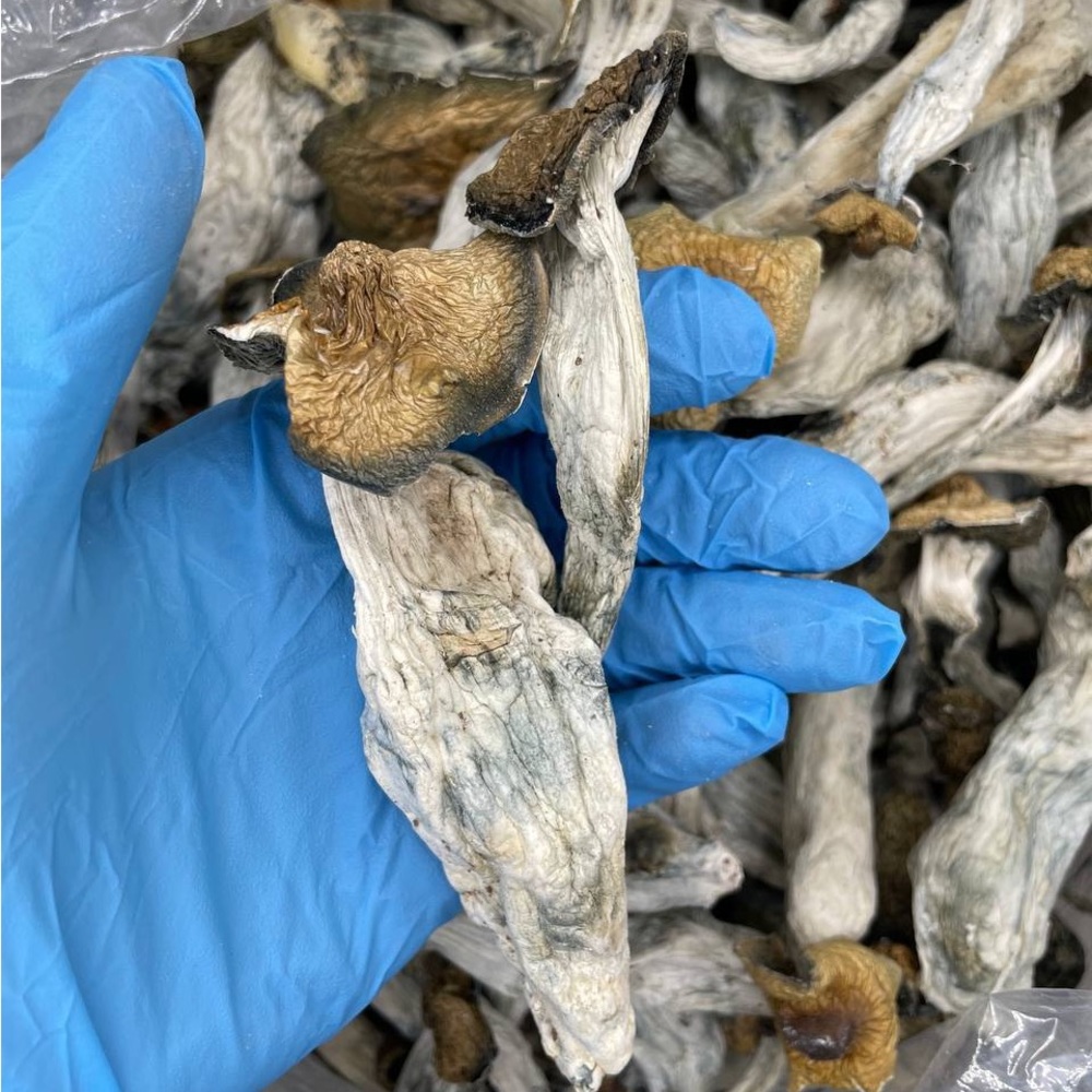 Magic Mushrooms/lsd/dmt/chocolate bar get all at marve_healz on *ig*